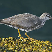 Wandering Tattler